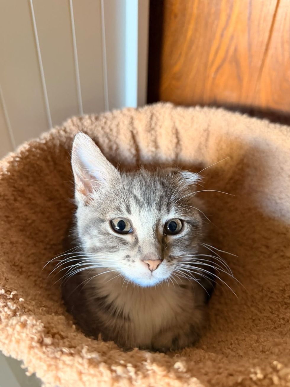 Gray tabby kitten with one folded ear sitting in a peach fuzzy bed in the sunlight.