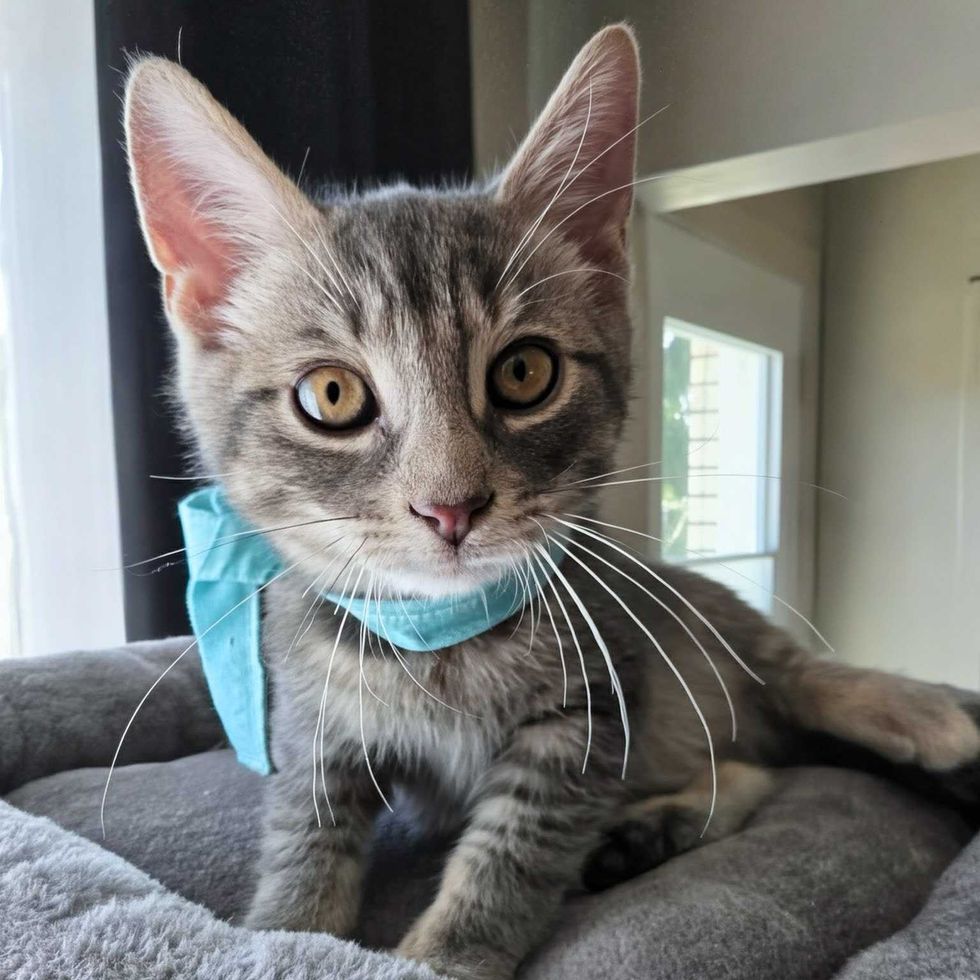 gatinho grisalho