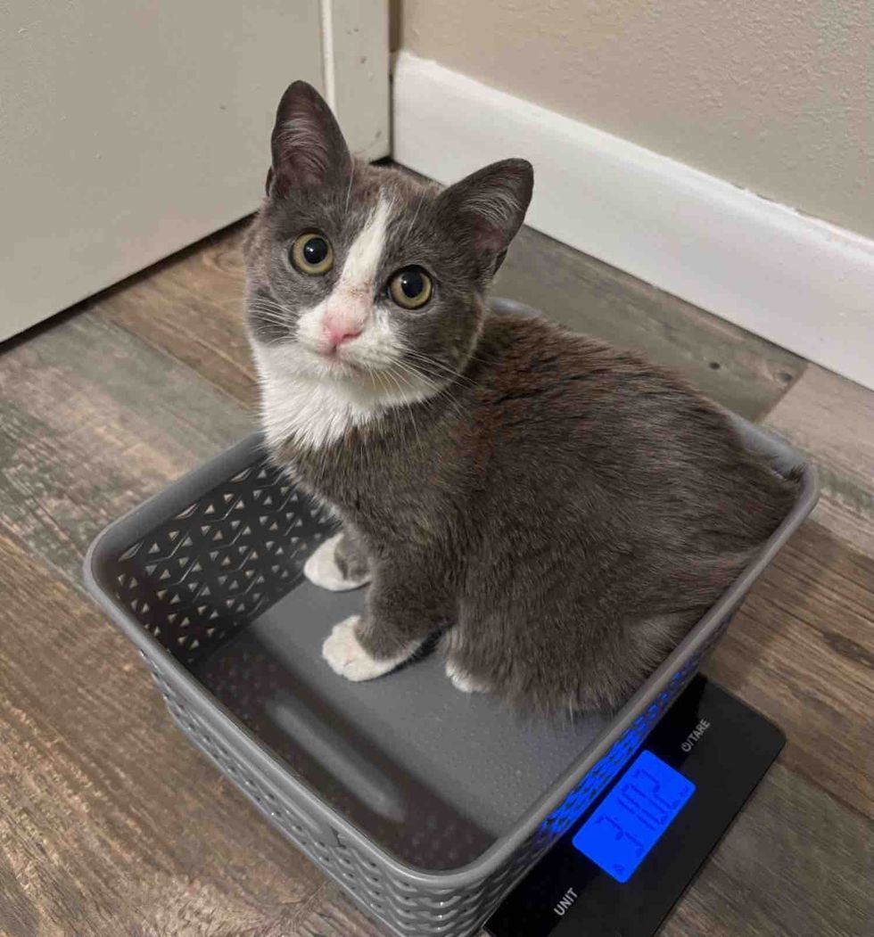 gray white cat scale