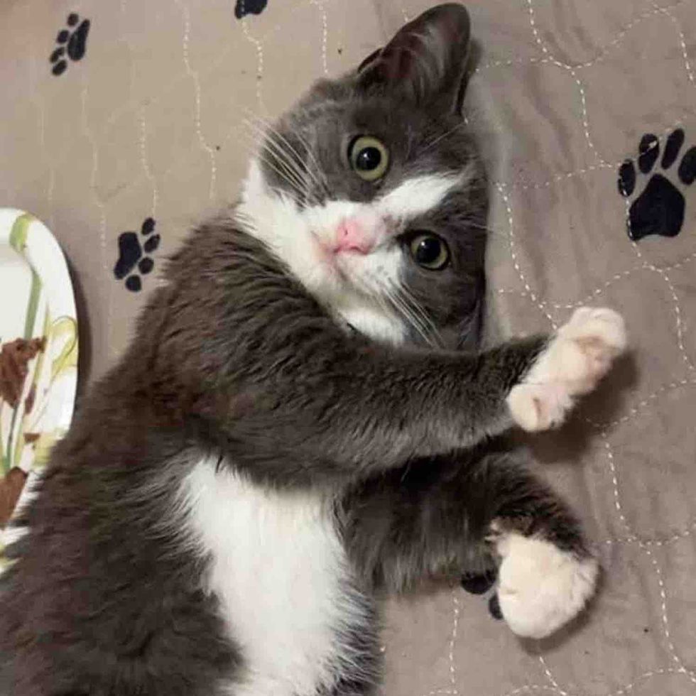 They Bring in a ‘Feral’ Cat to Help Her, She Turns Out to Be Absolute Charmer Once She Begins to Trust