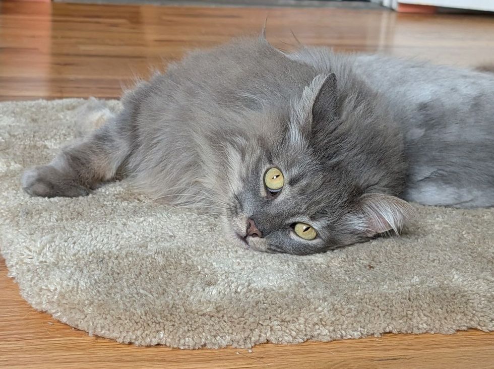 Greay long-haired cat laying on a gray rug peaceful