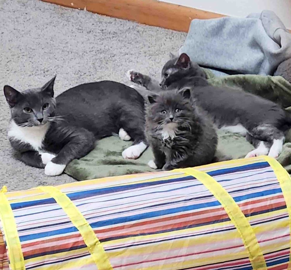 grey kittens cat family