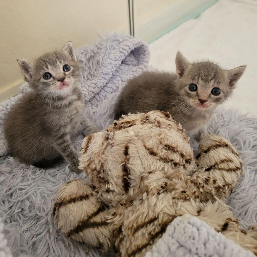 grey kittens holly noelle