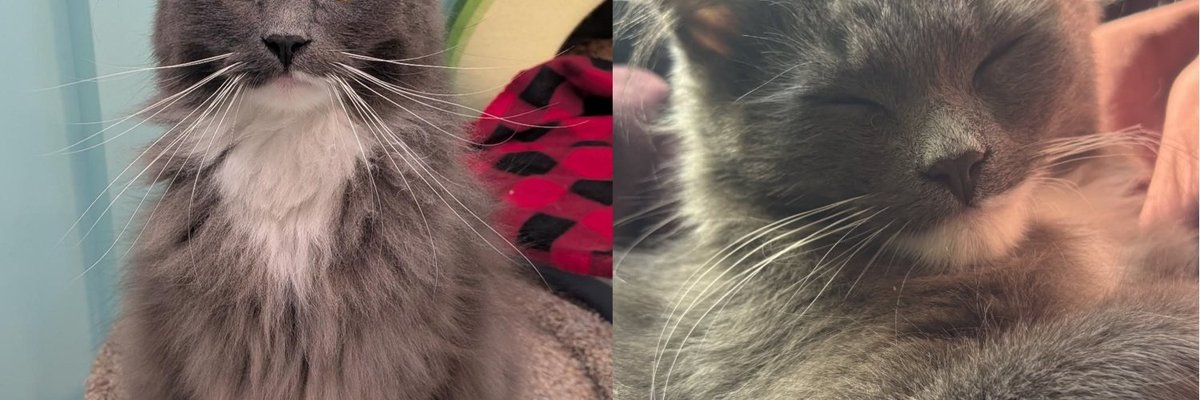 Kitten Found Alone Outside at a Month Old Can Go From Lap-Melting Cuddles to Full Chaos in a Minute