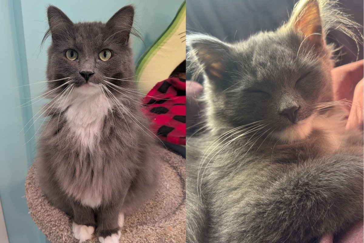 Kitten Found Alone Outside at a Month Old Can Go From Lap-Melting Cuddles to Full Chaos in a Minute