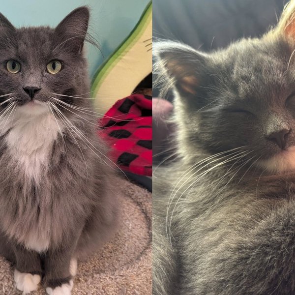 Kitten Found Alone Outside at a Month Old Can Go From Lap-Melting Cuddles to Full Chaos in a Minute