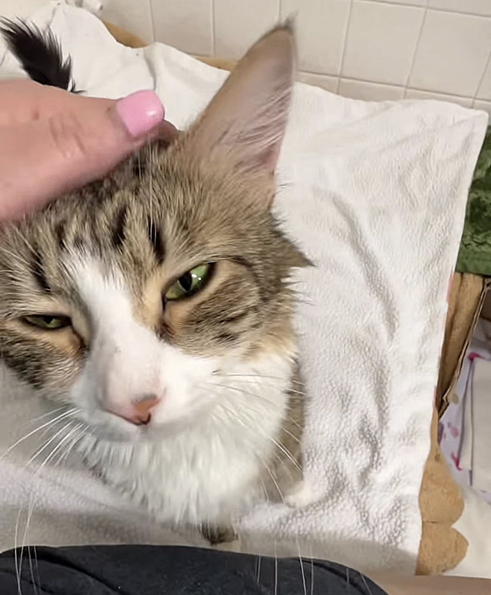 happy affectionate cat