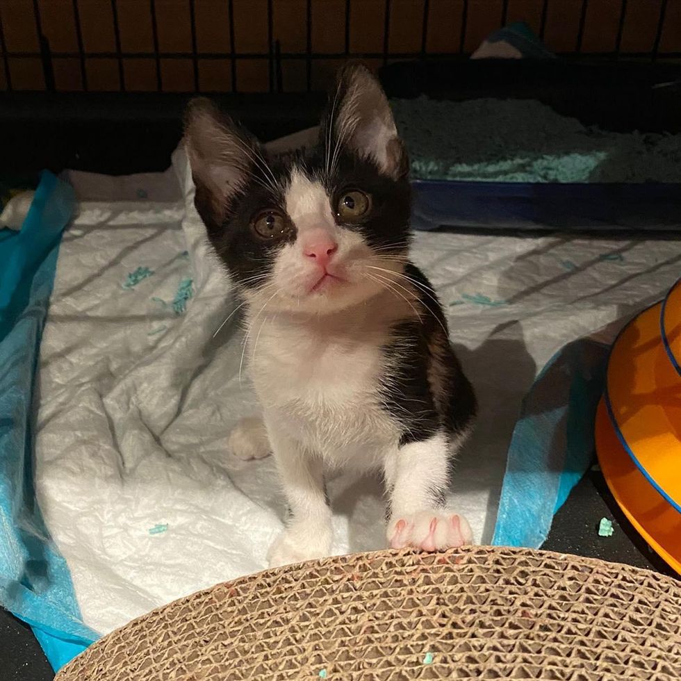 happy attention seeker kitten