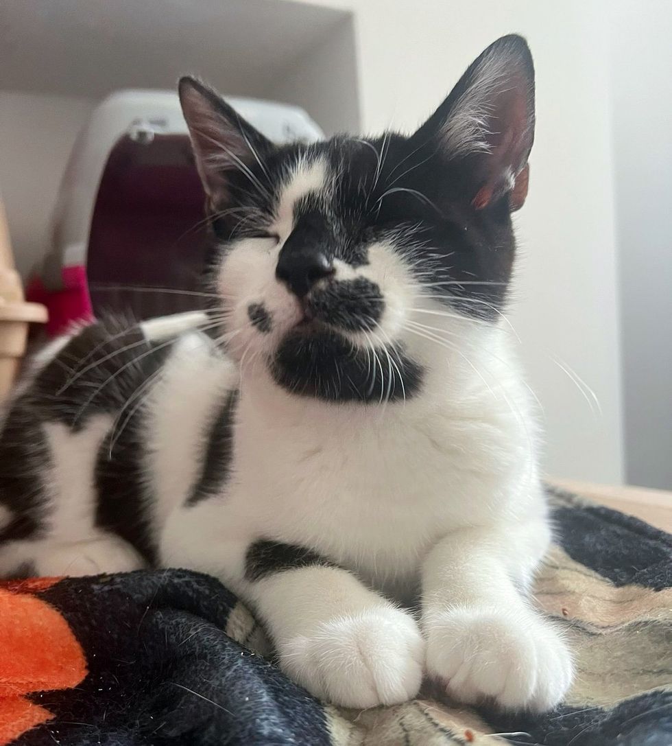 happy black white cow cat