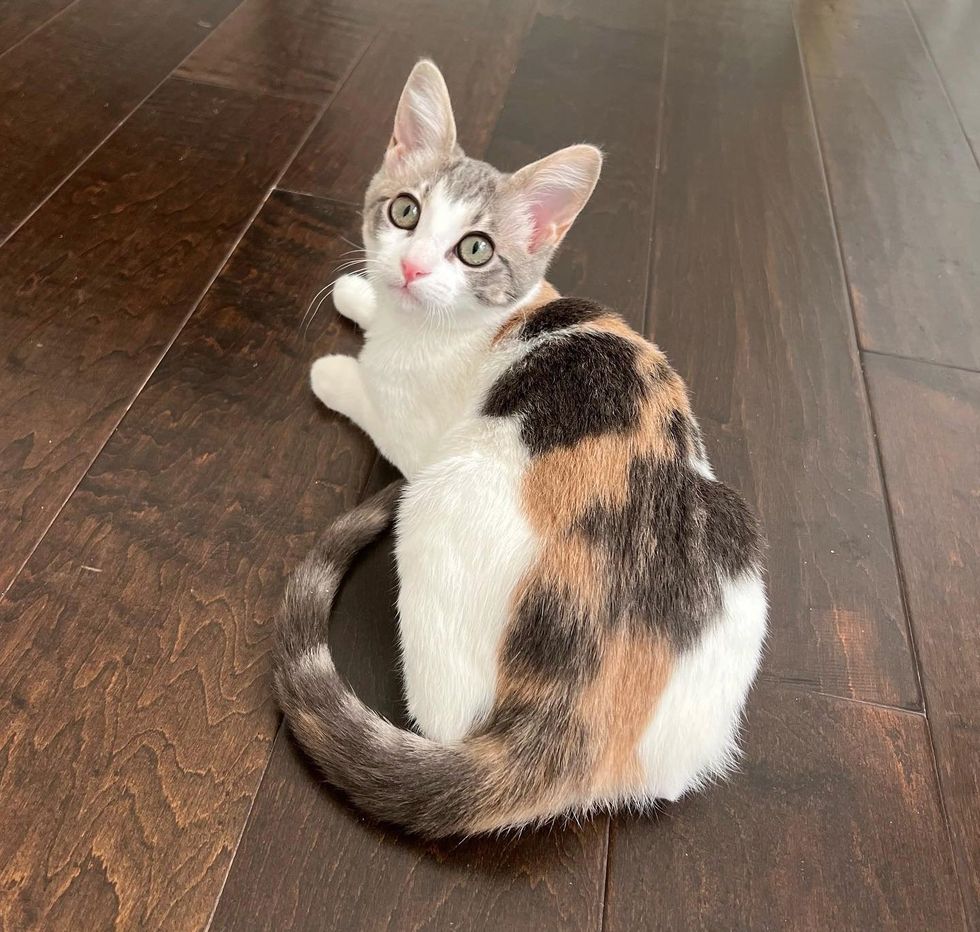 happy calico cat kitten