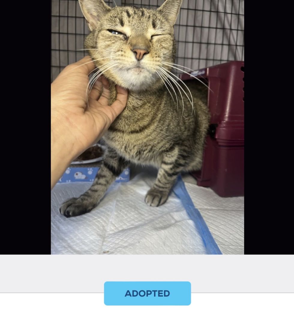 happy cat adopted