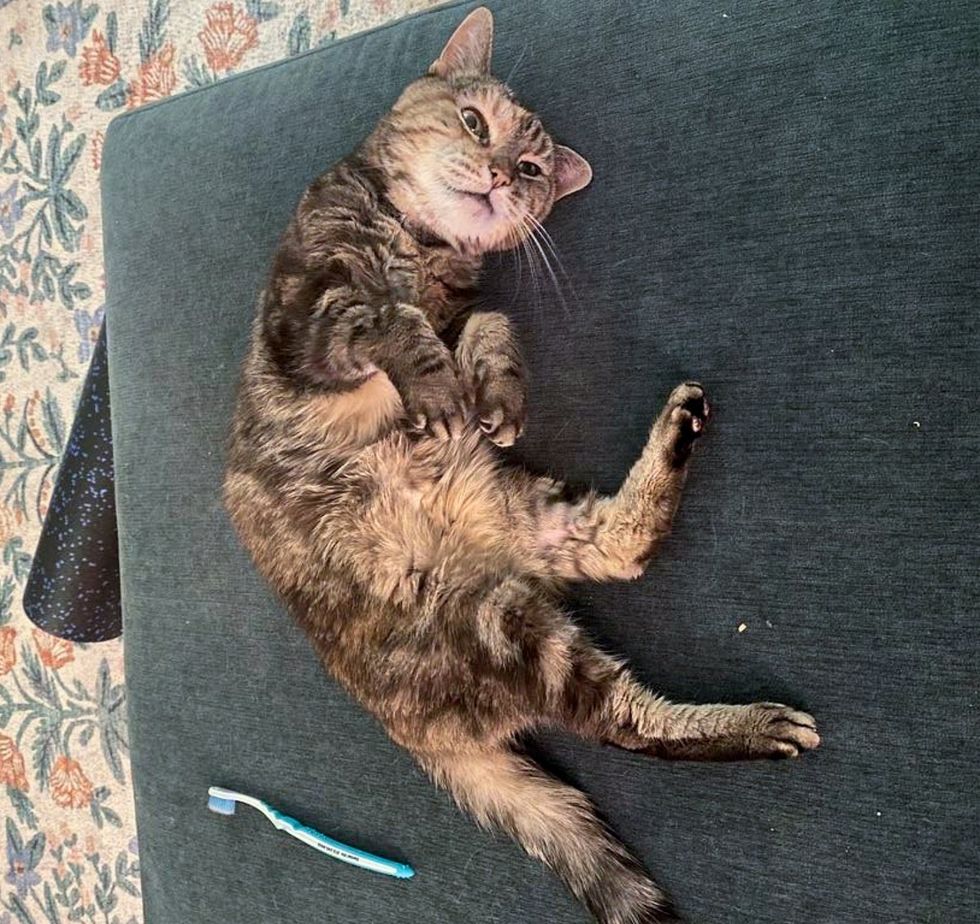 happy cat belly rubs