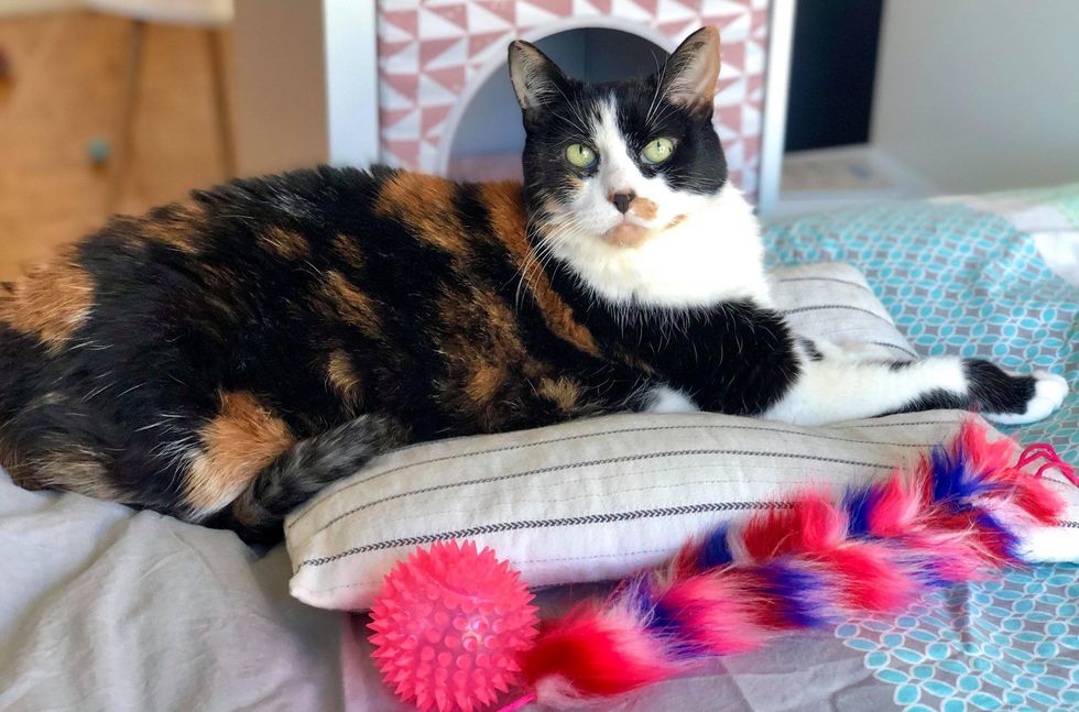 happy cat, calico