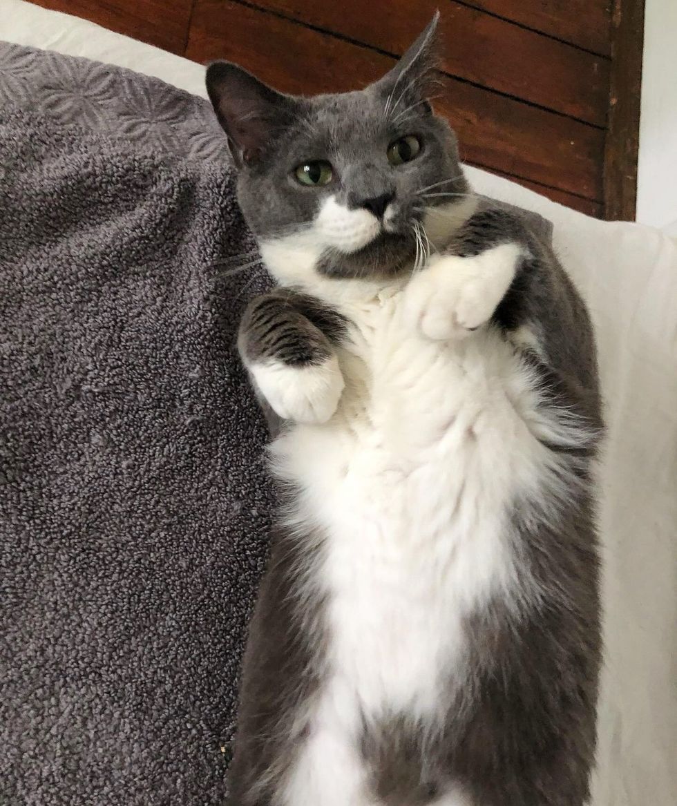 happy cat fluffy belly