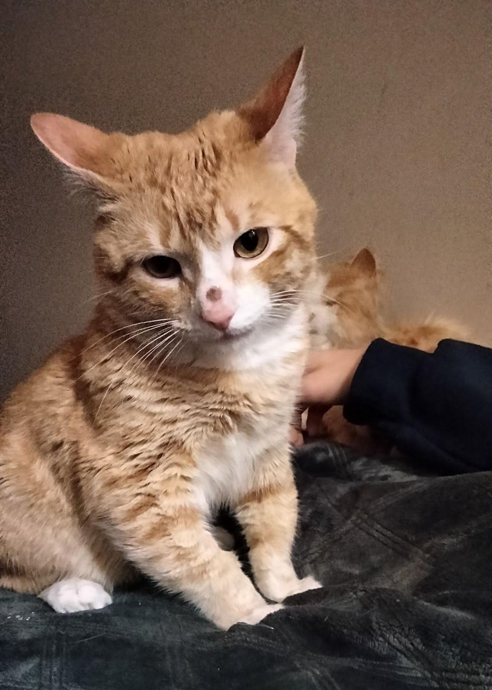 happy cat forever home