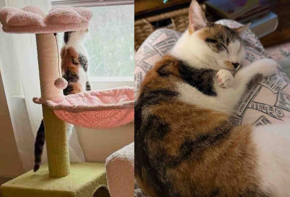 happy cat forever home