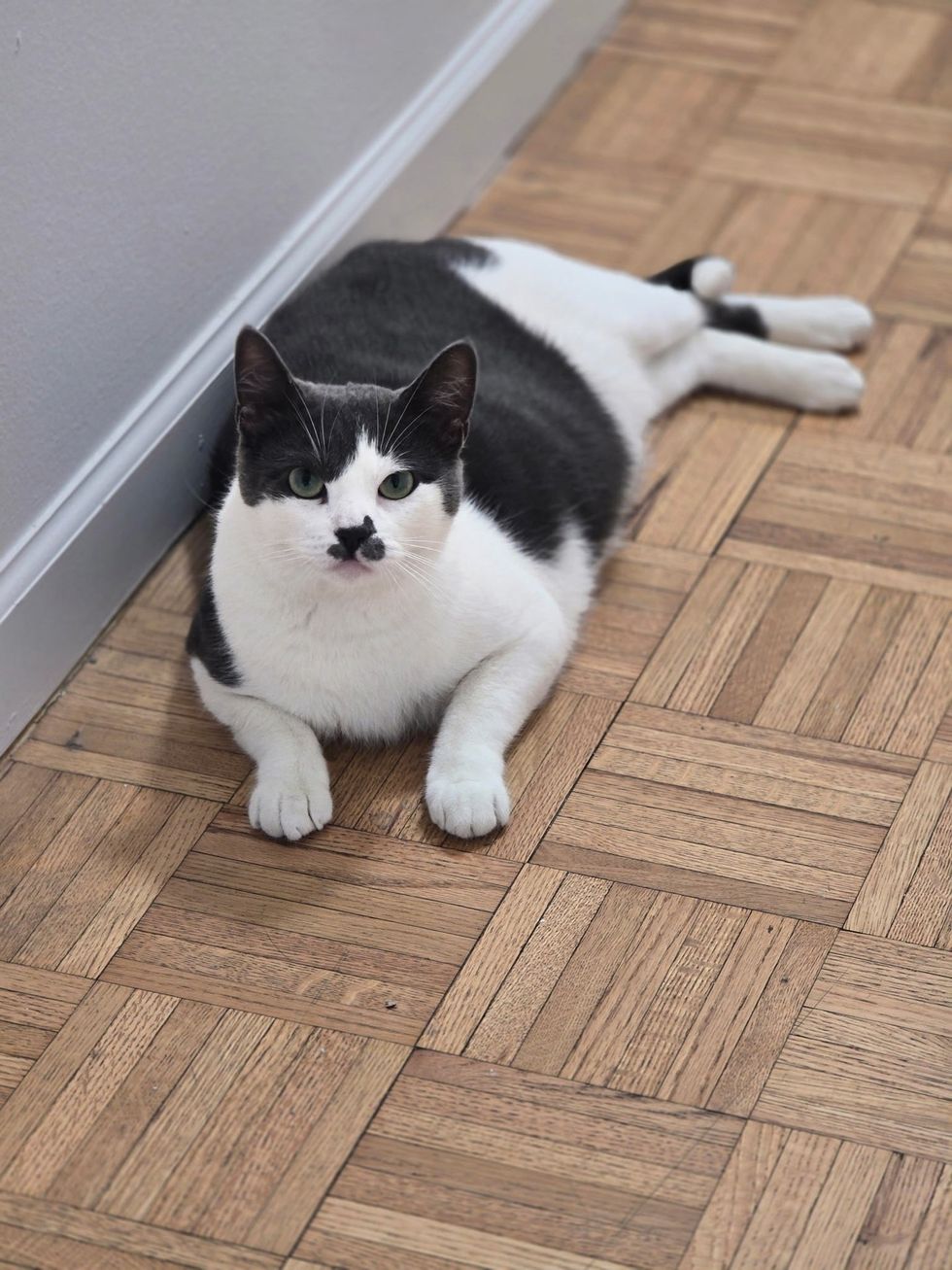 Happy cat in foster home