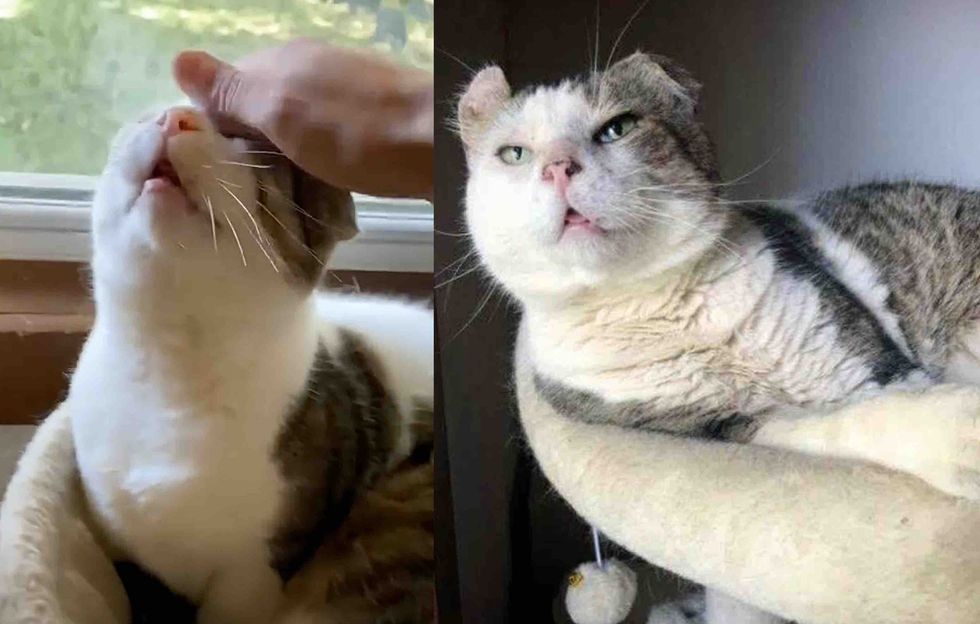 happy cat indoor life