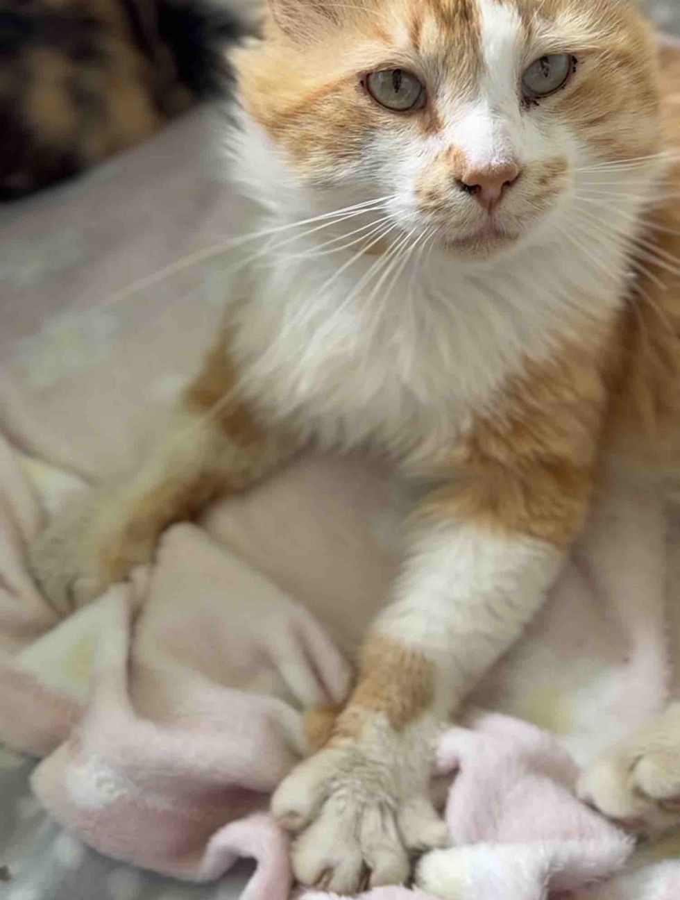 happy cat kneading blanket