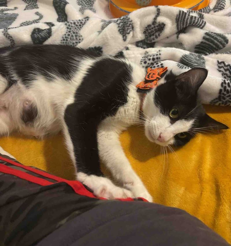 happy cat kneading indoors