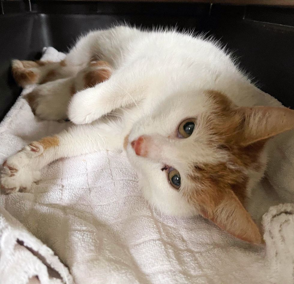 happy cat kneading paws