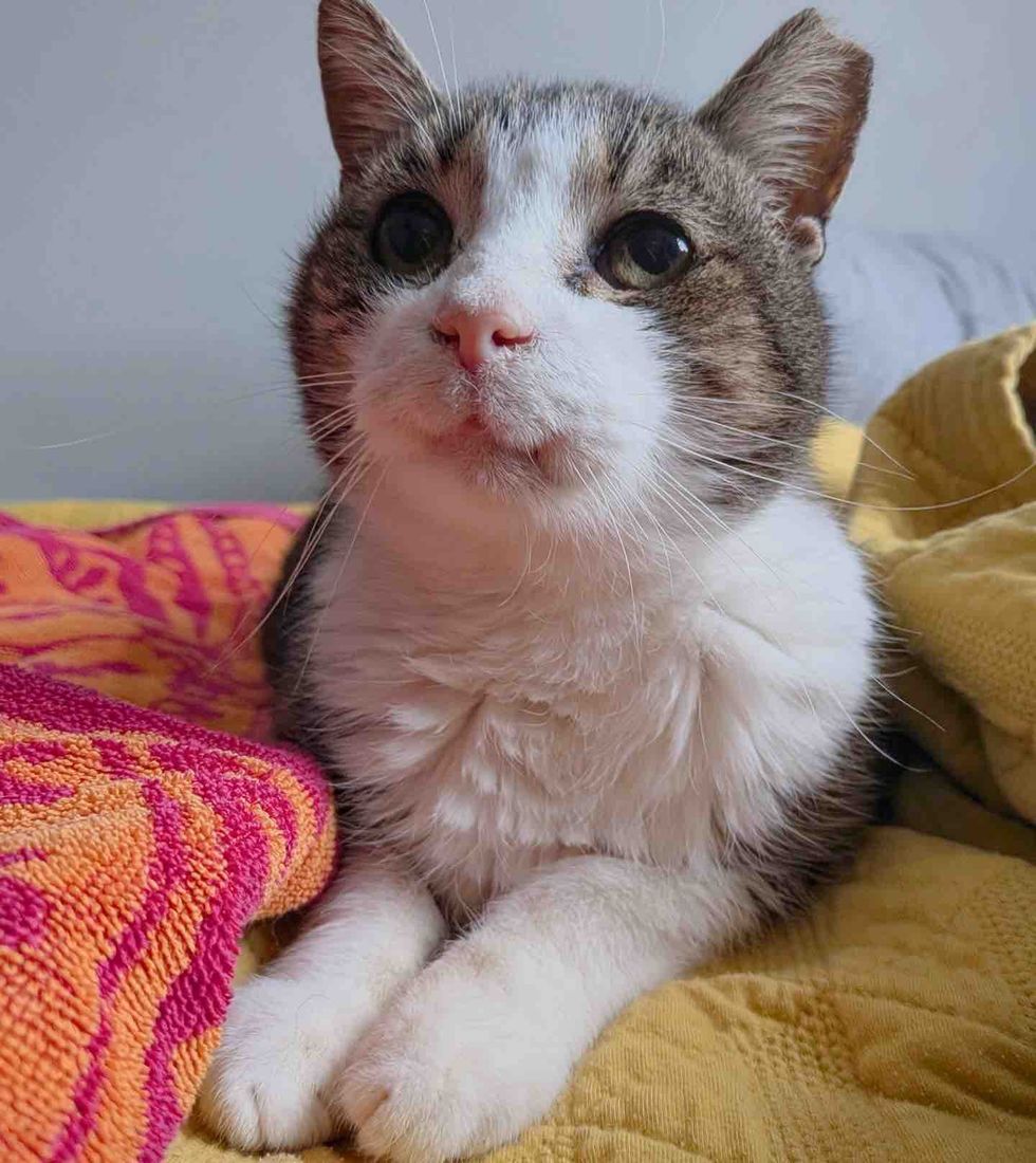 happy cat little smile