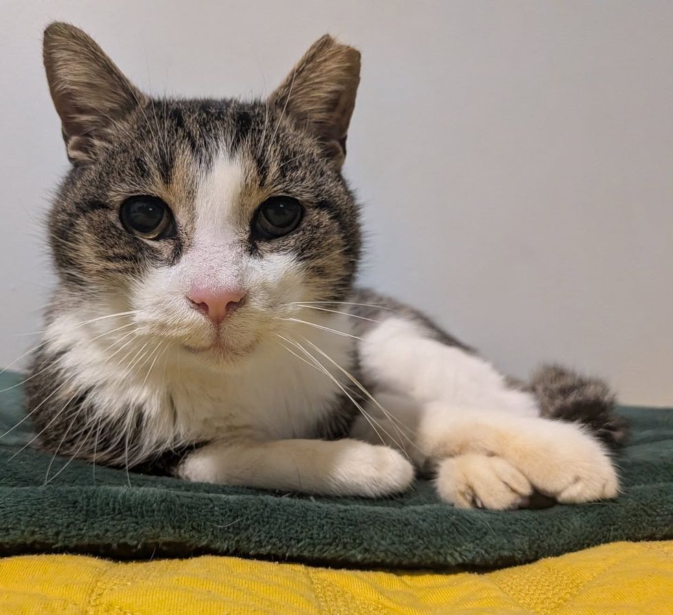 happy cat little smile