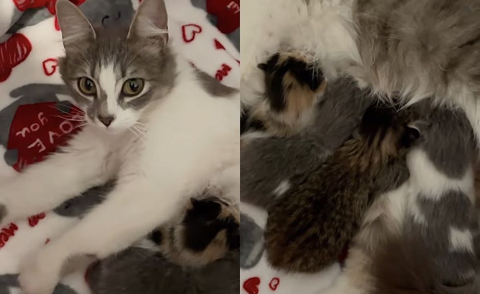 happy cat nursing kittens