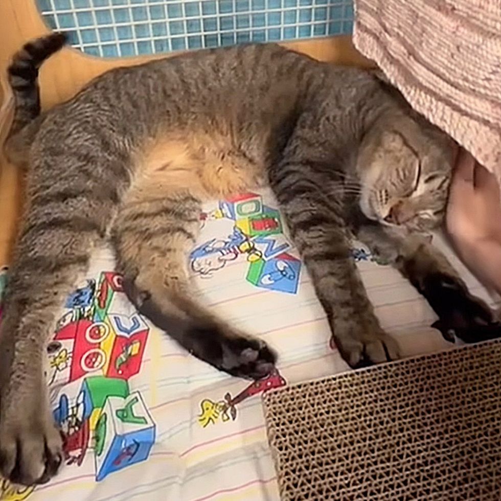 happy cat petted
