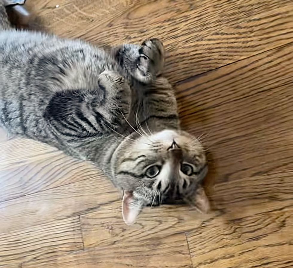 happy cat rolling around