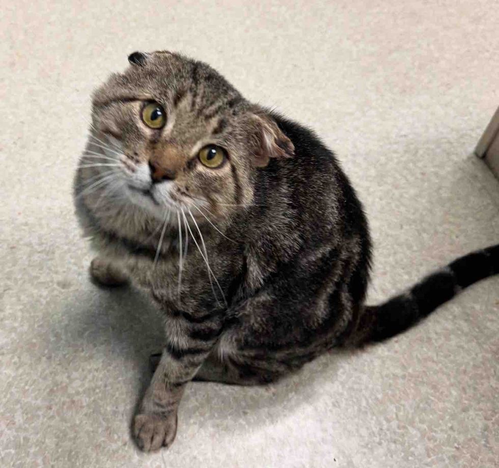 happy cat seeking attention