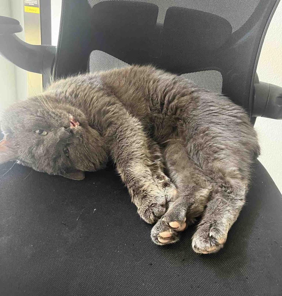 happy cat snuggles chair