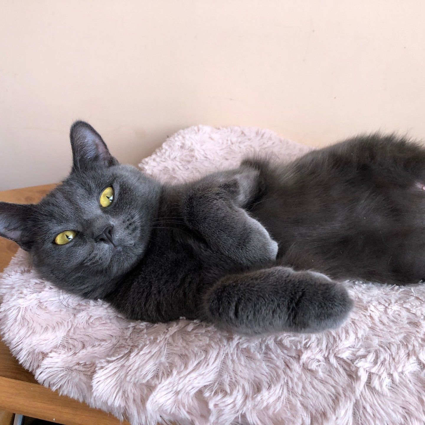 幸せなラベンダー