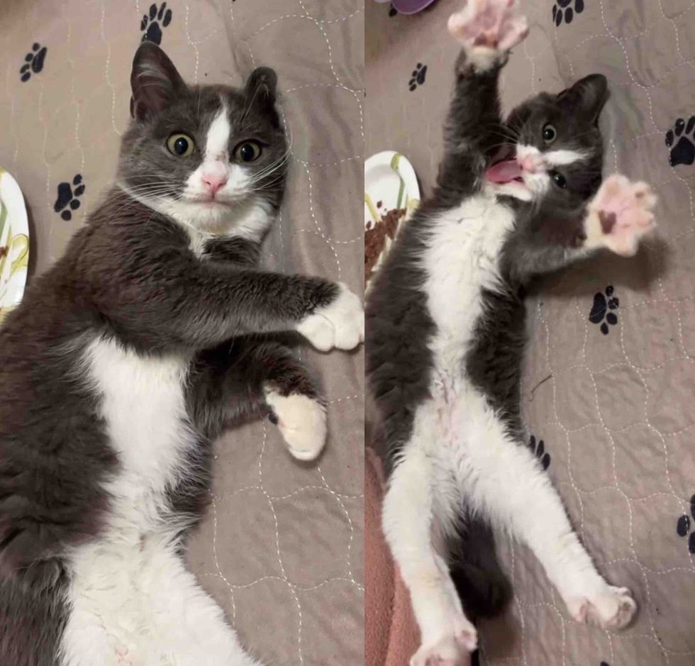 happy cat stretching toes