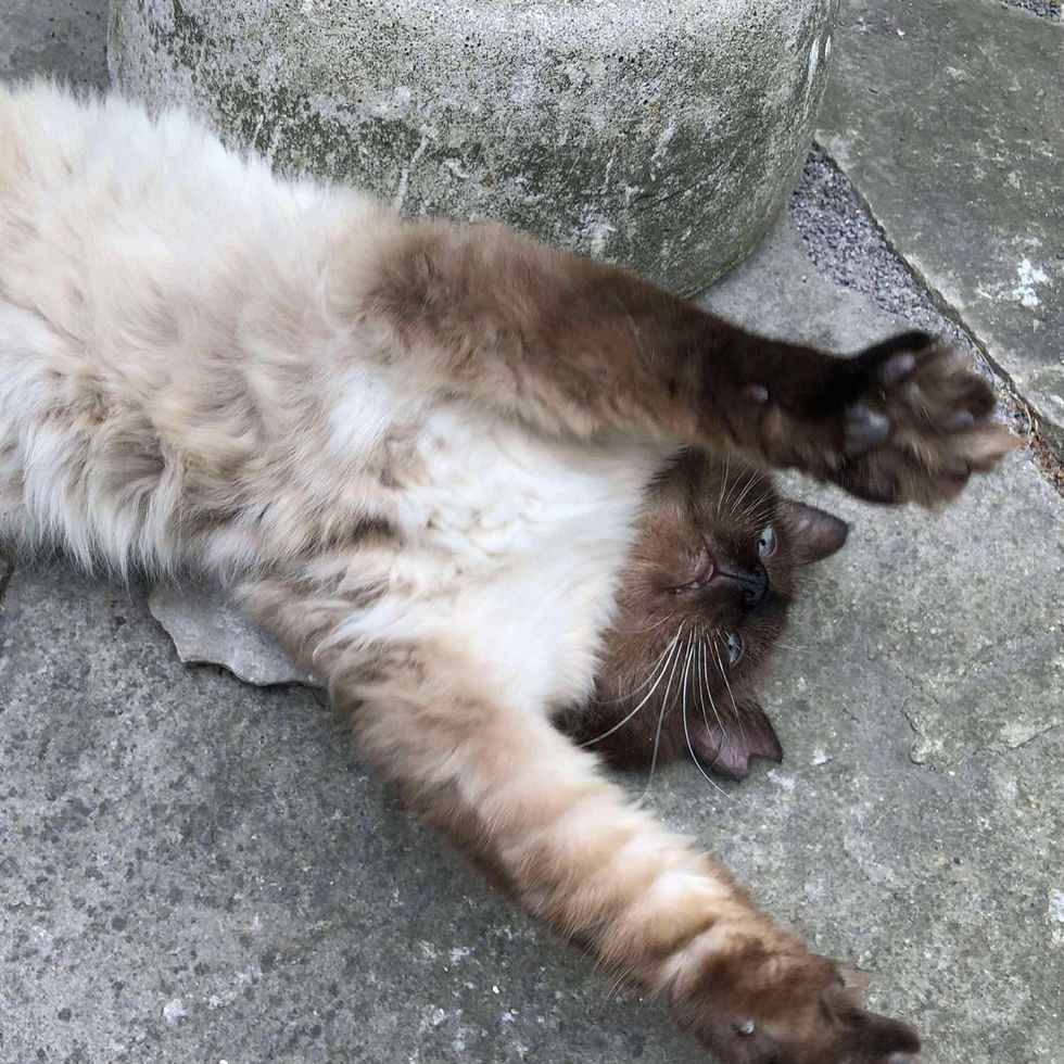 happy cat stretching