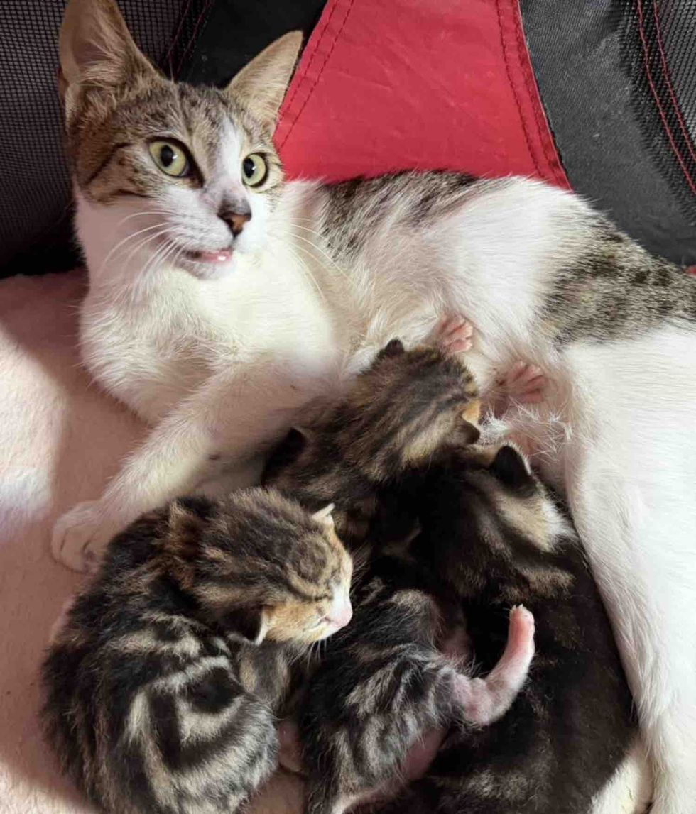 happy cat tabby kittens