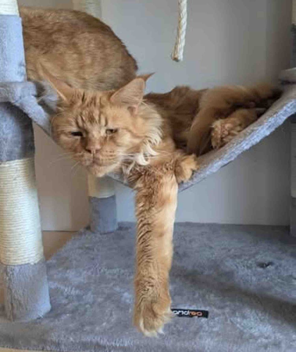 happy cat tree hammock