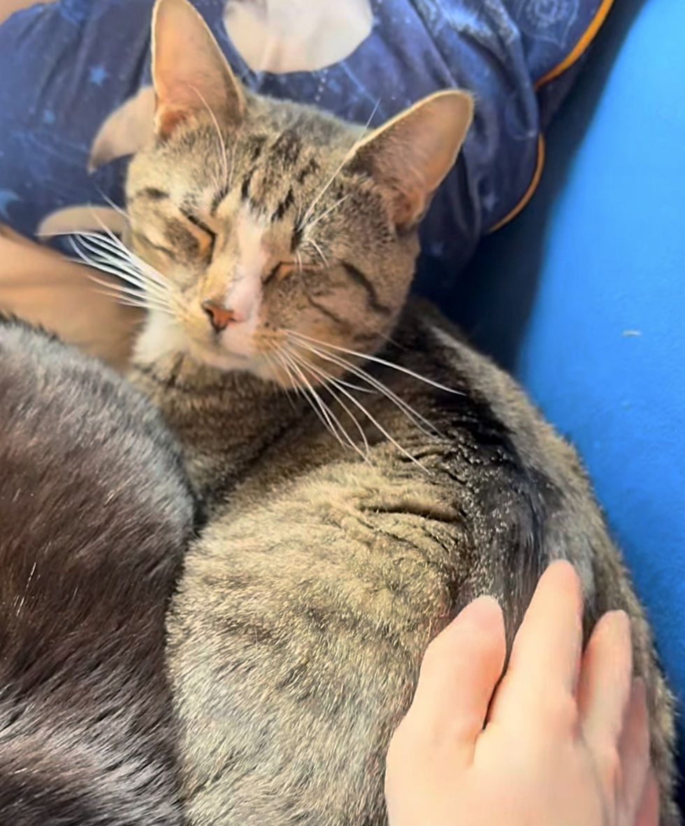 happy content cat petting