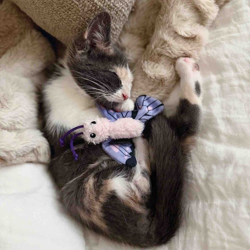 happy cuddly kitten sleeping