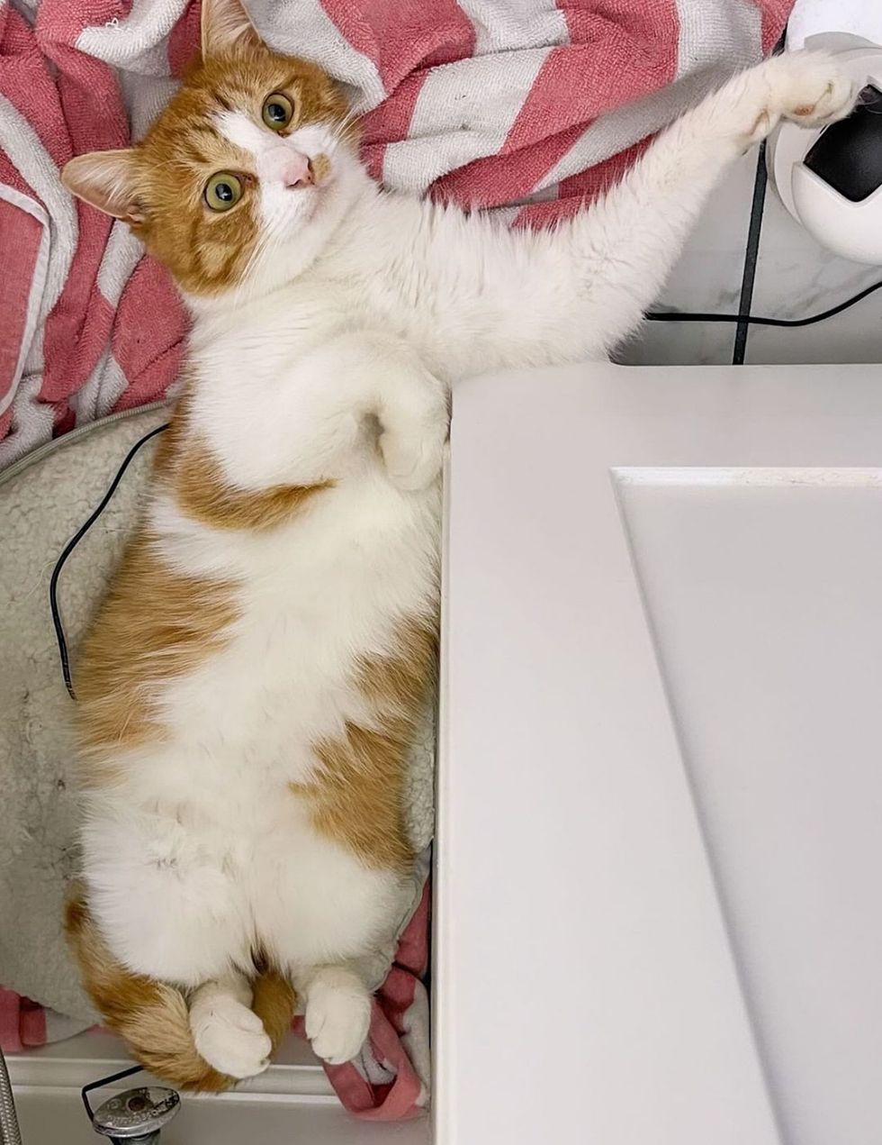 happy cute silly cat