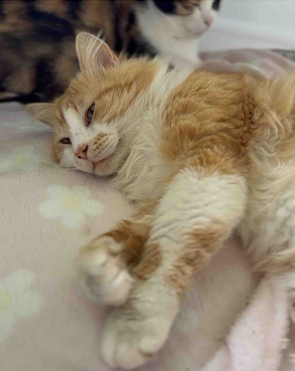 happy fluffy cat orange