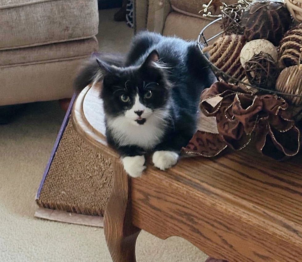 happy fluffy kitten table