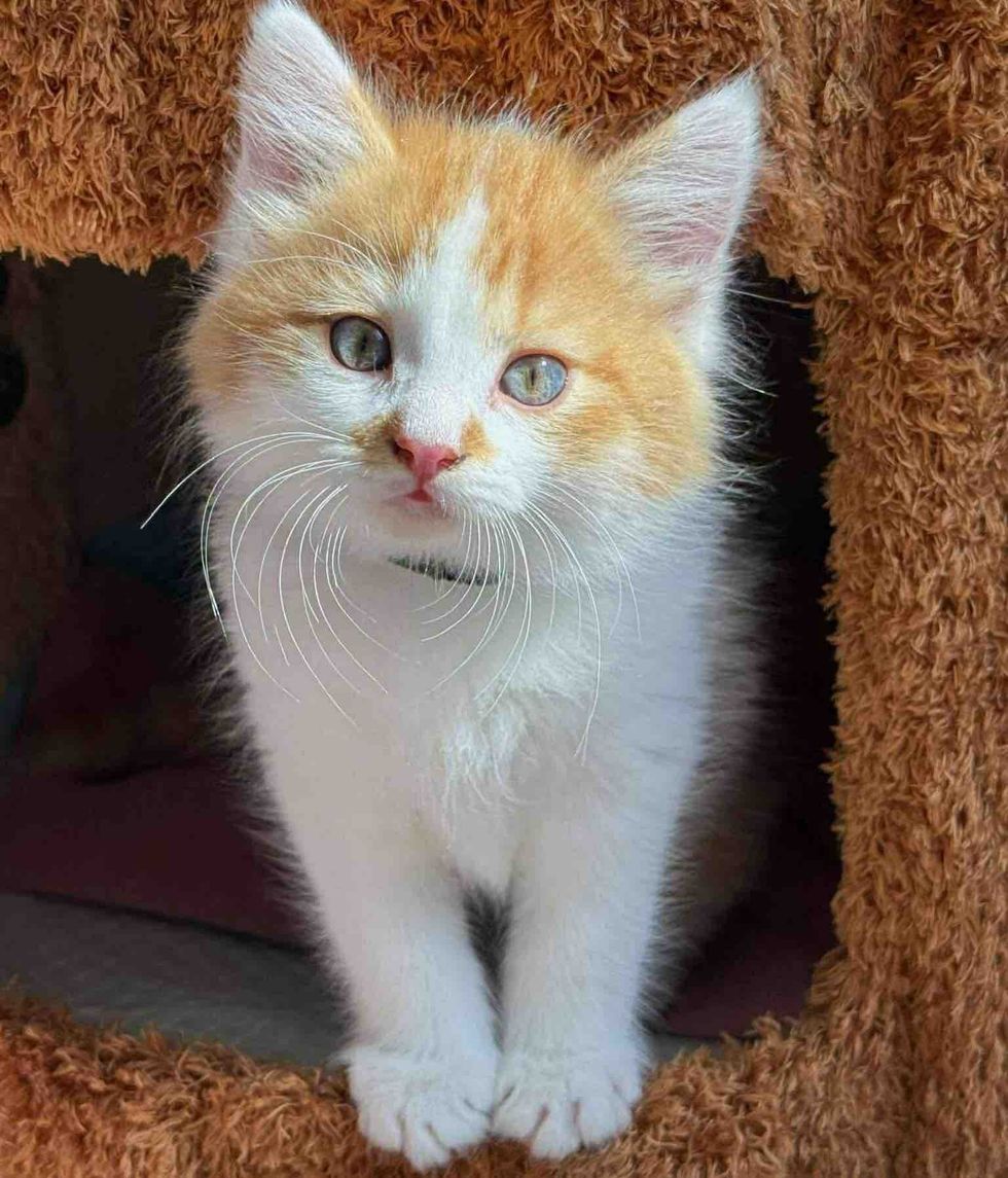 happy fluffy kitten