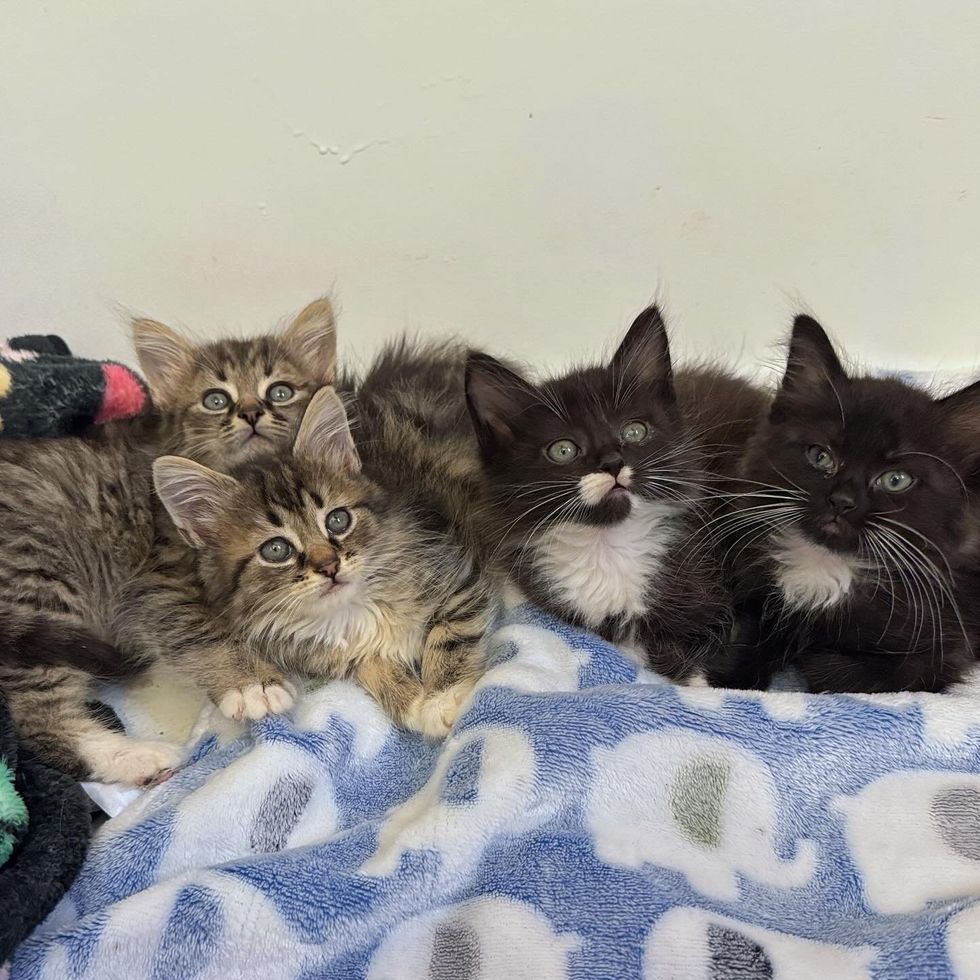 happy fluffy kittens snuggles