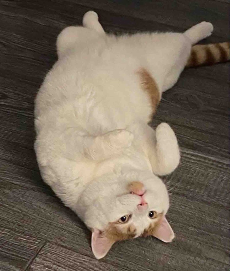 happy friendly cat rolling