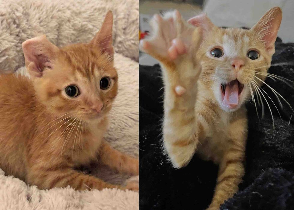 happy ginger kitten ear