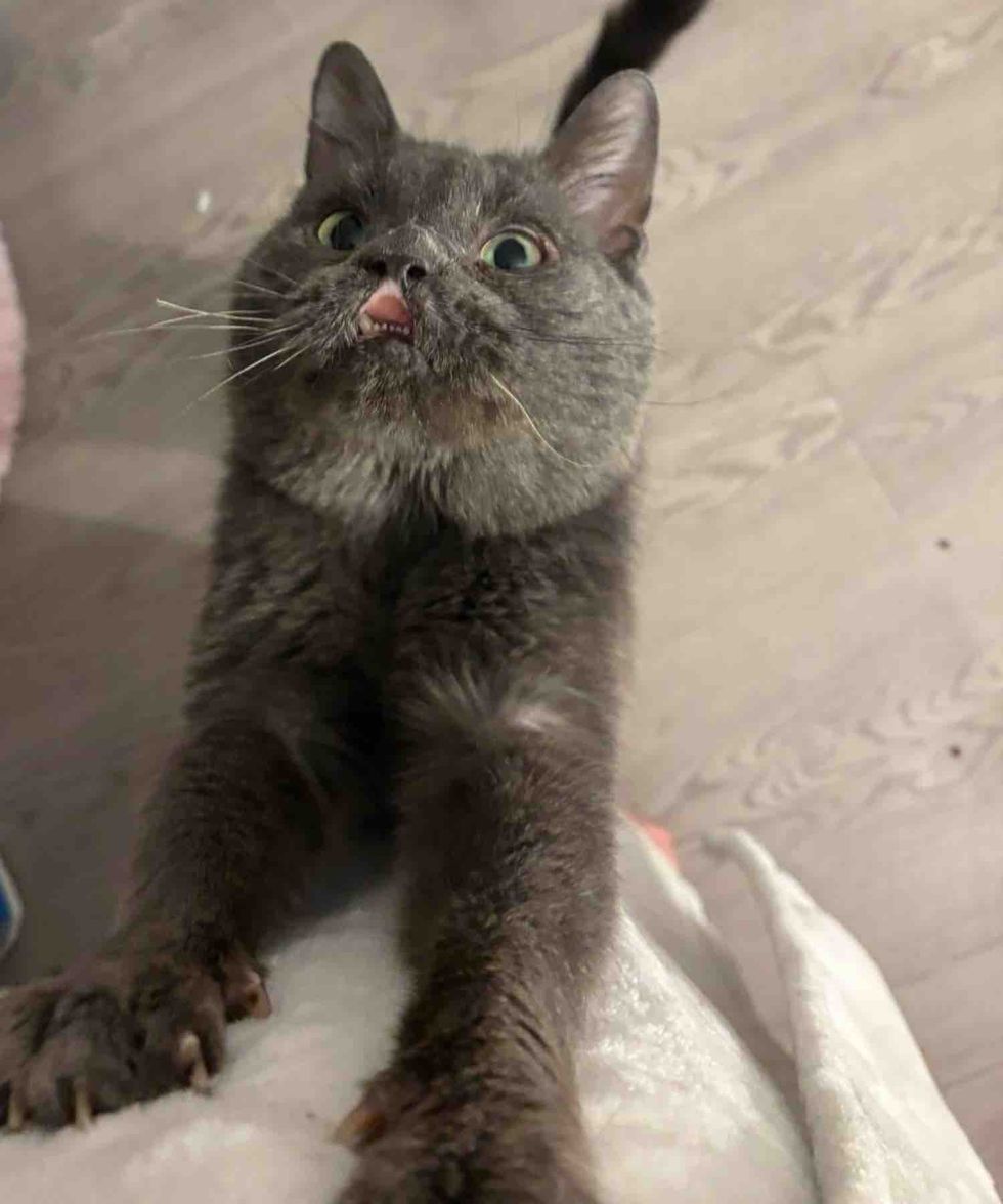 happy gray cat attention seeking