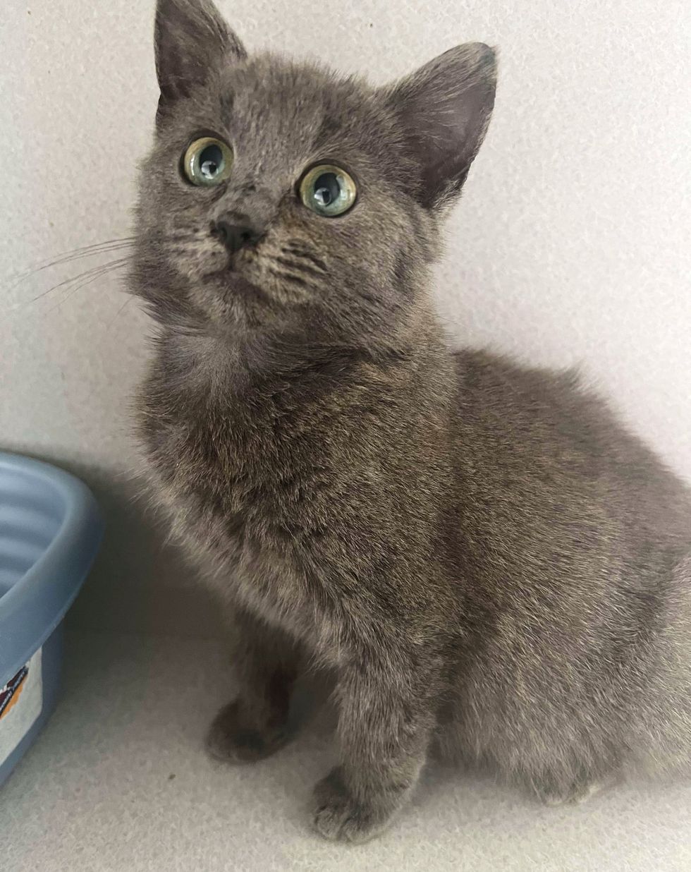 happy gray kitten