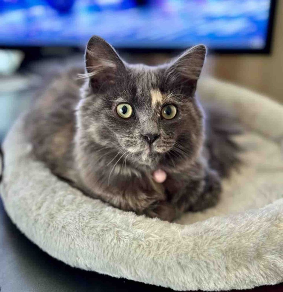 happy gray tortie cat