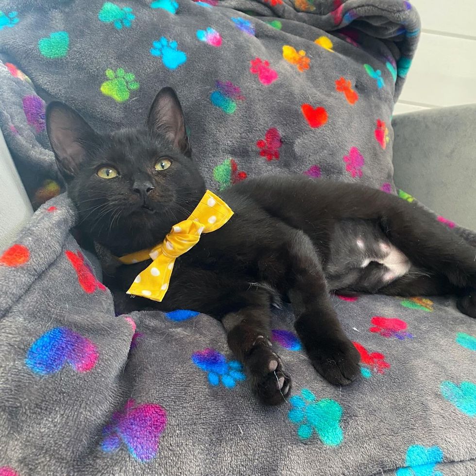 happy house panther kitten